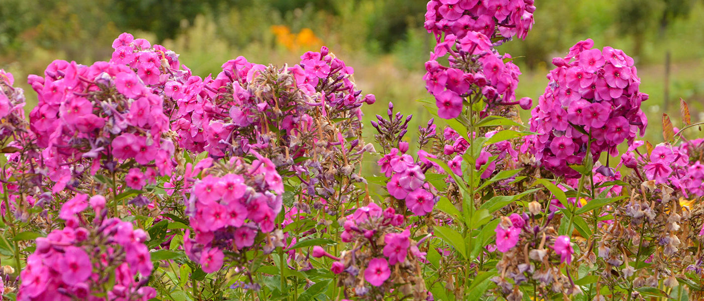 Phlox paniculé
