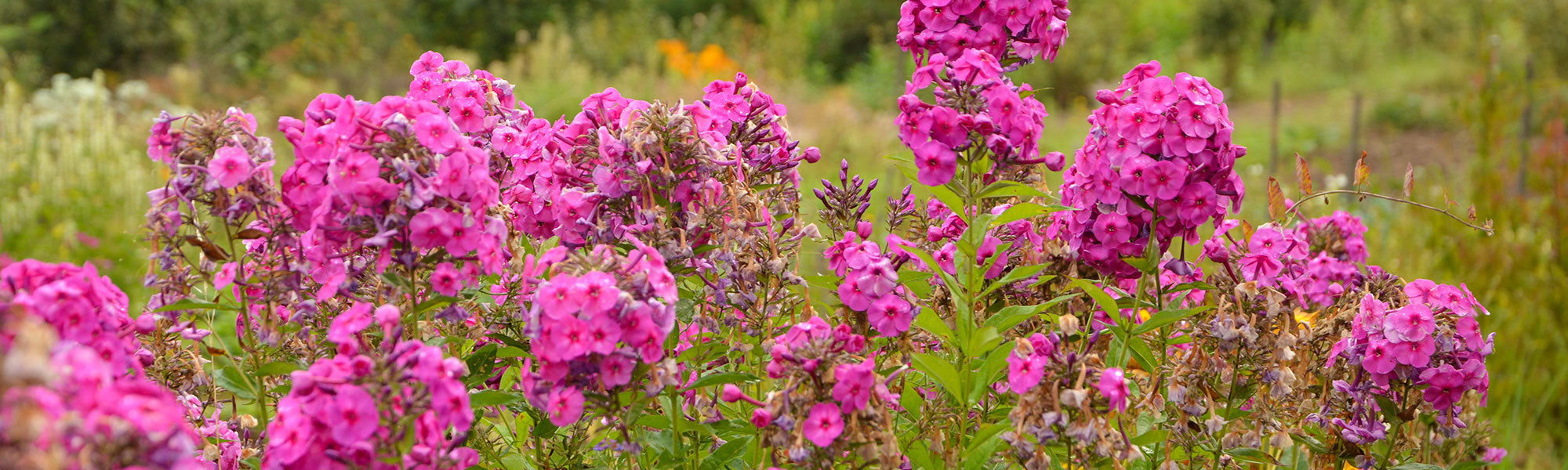 Phlox paniculé