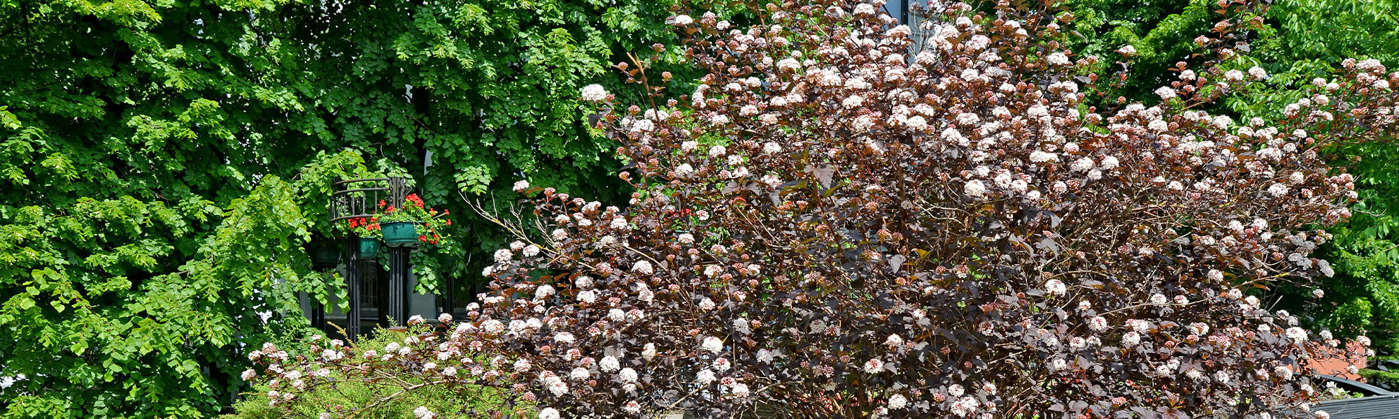 Physocarpus