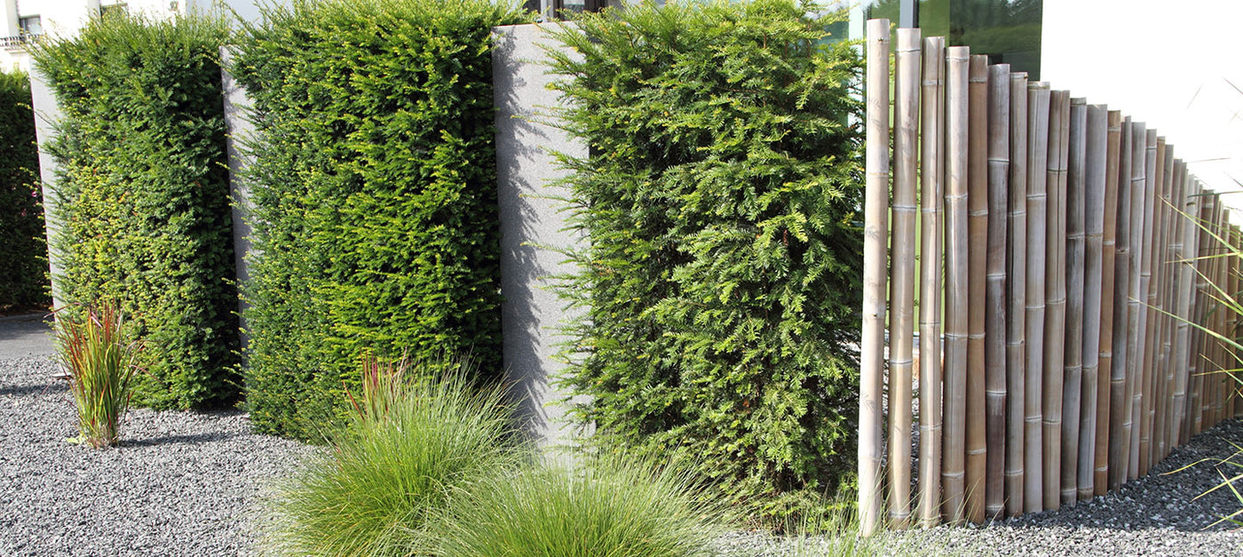 Plantes anti-bruit