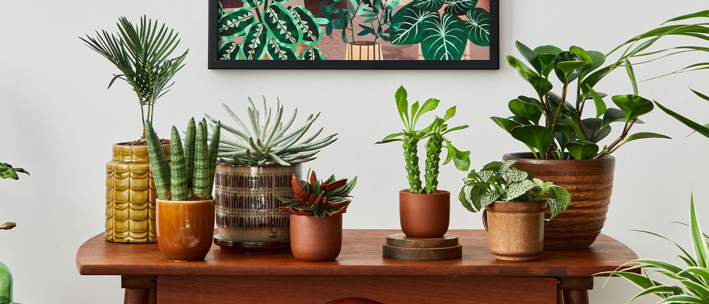 Plantes d'intérieur tendance