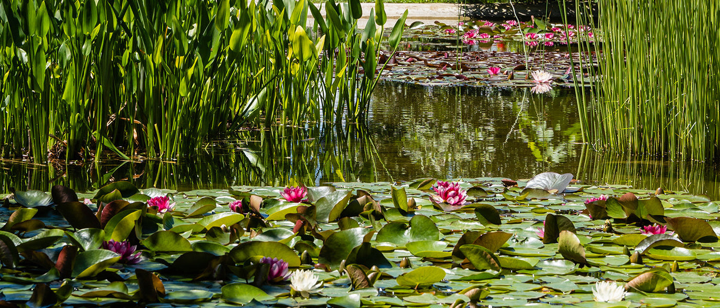 Collections de plantes aquatiques