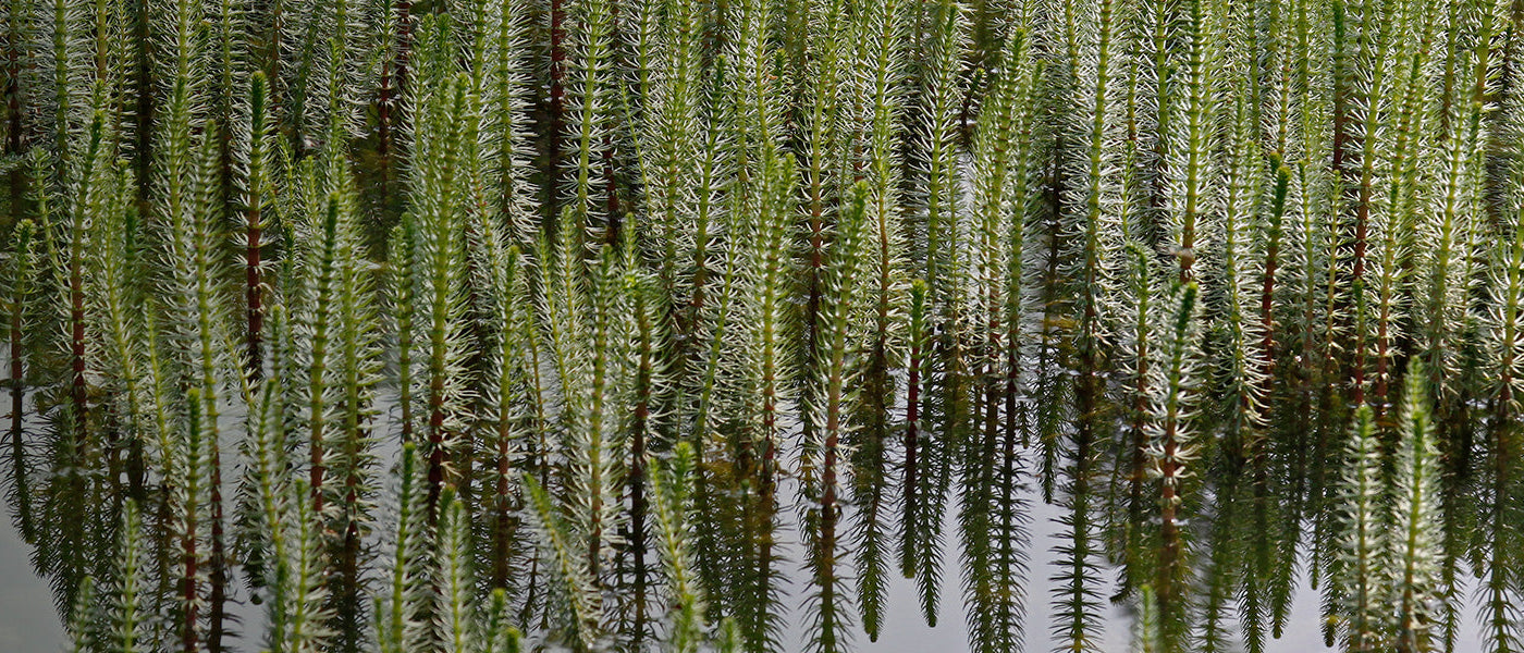 Plantes oxygénantes