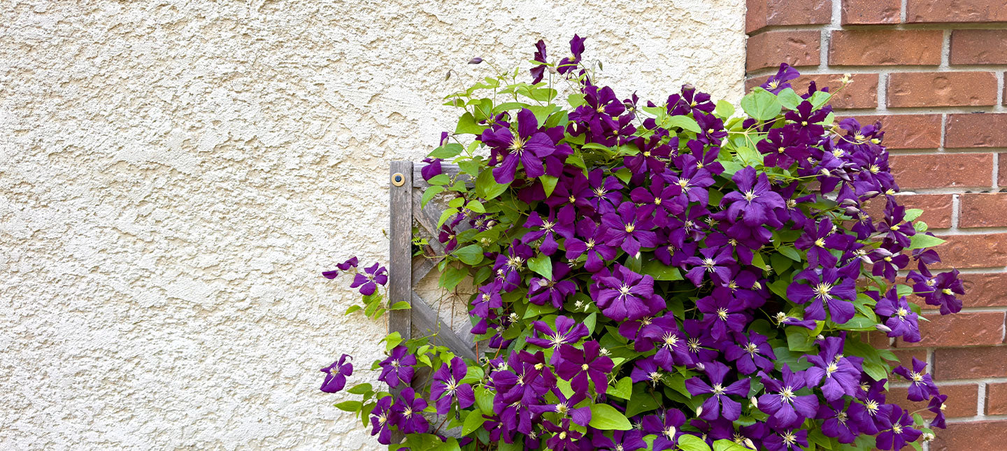 Plantes pour couvrir un mur