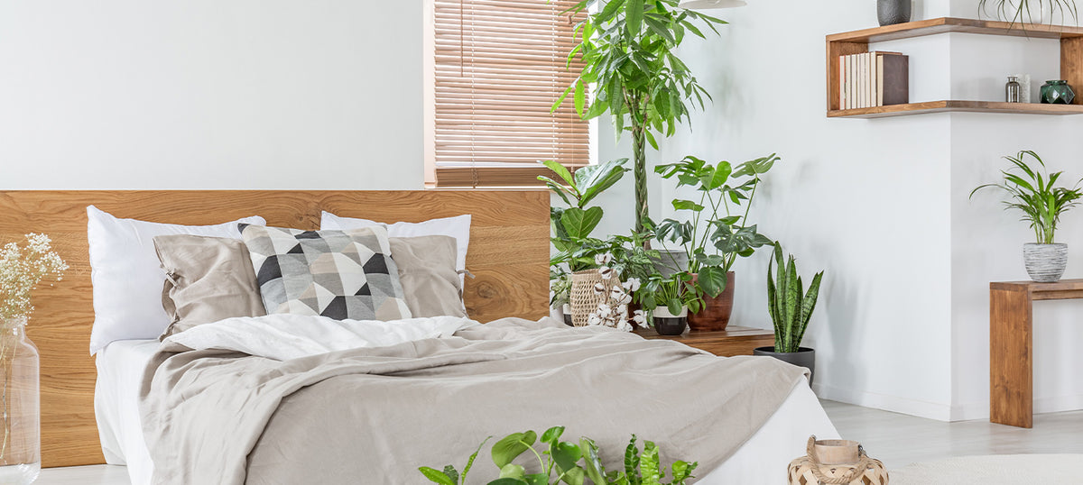 Plantes pour la chambre faciles  vivre | Willemse