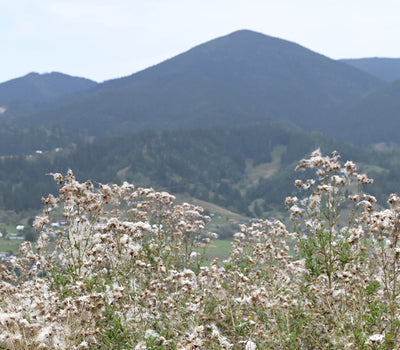 Plantes vivaces de montagne