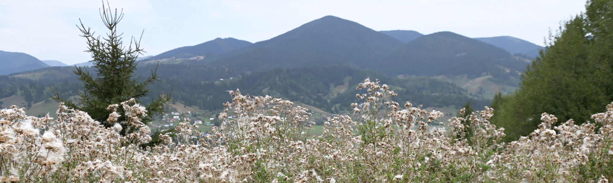 Plantes vivaces de montagne