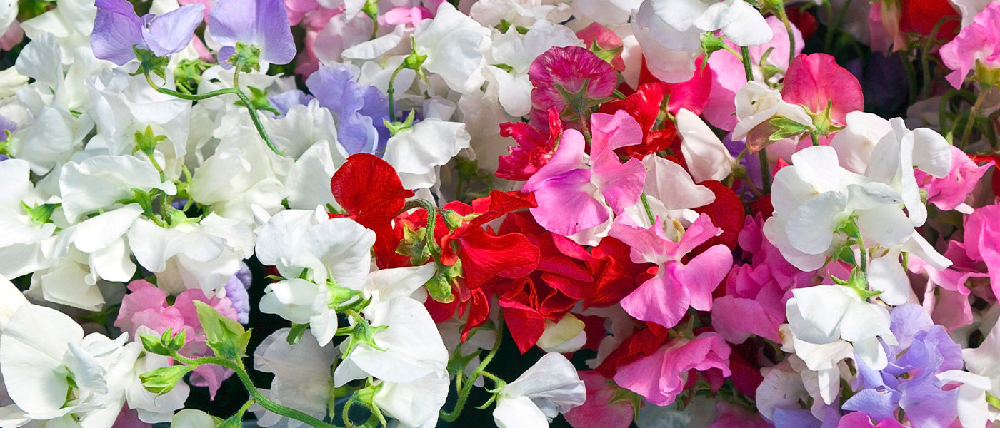 Gesse de printemps - Lathyrus vernus