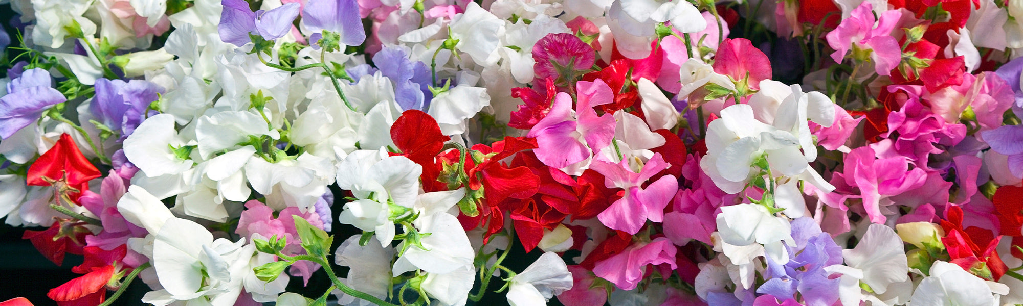 Gesse à larges feuilles - Lathyrus latifolius