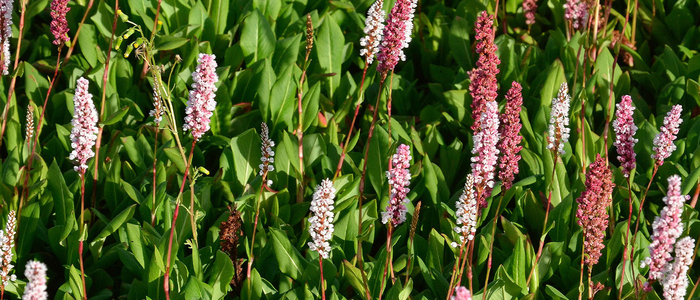 Renouée - Persicaire
