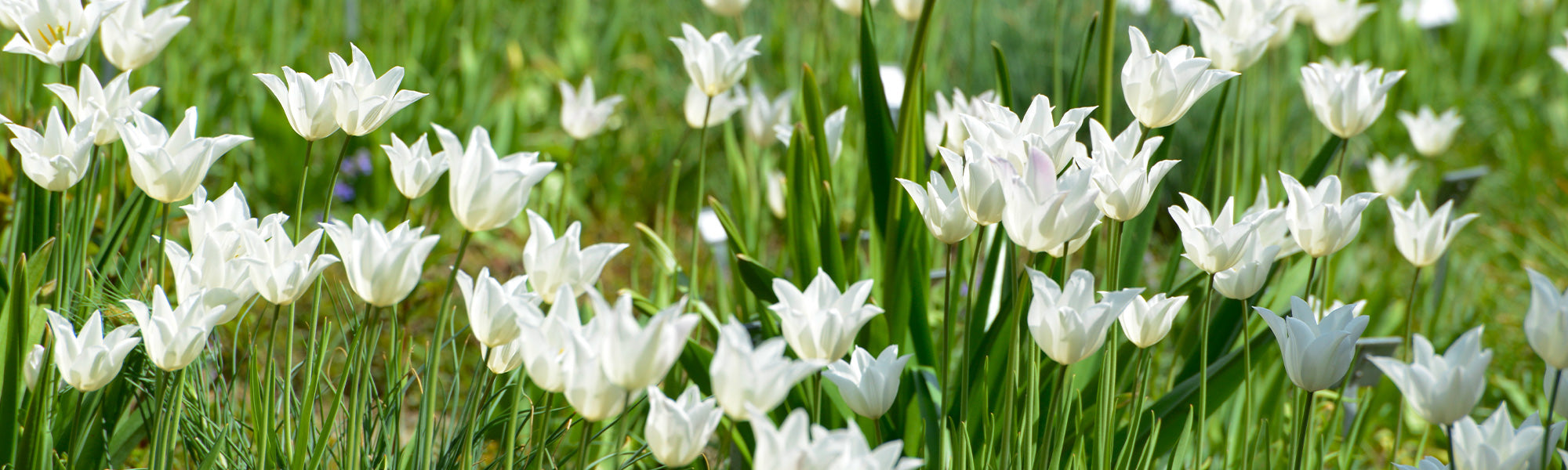 Tulipe A fleurs de Lis