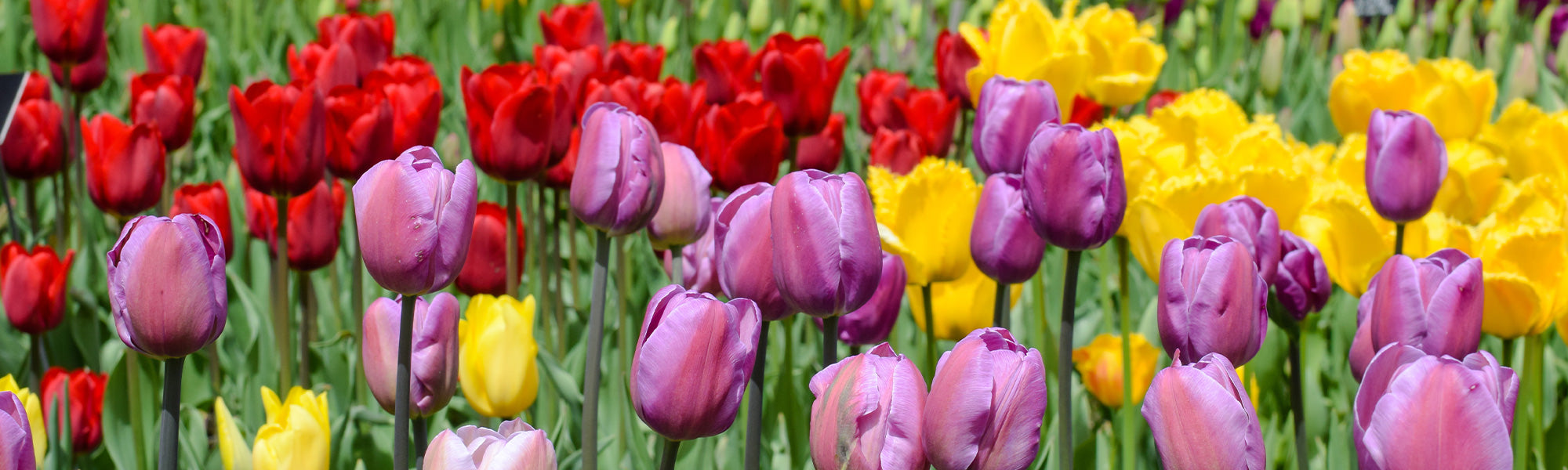 Tulipe Tardive
