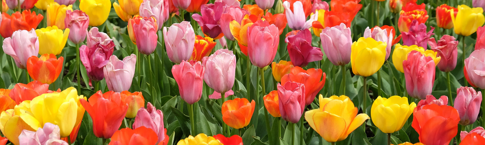 Tulipe Triomphe