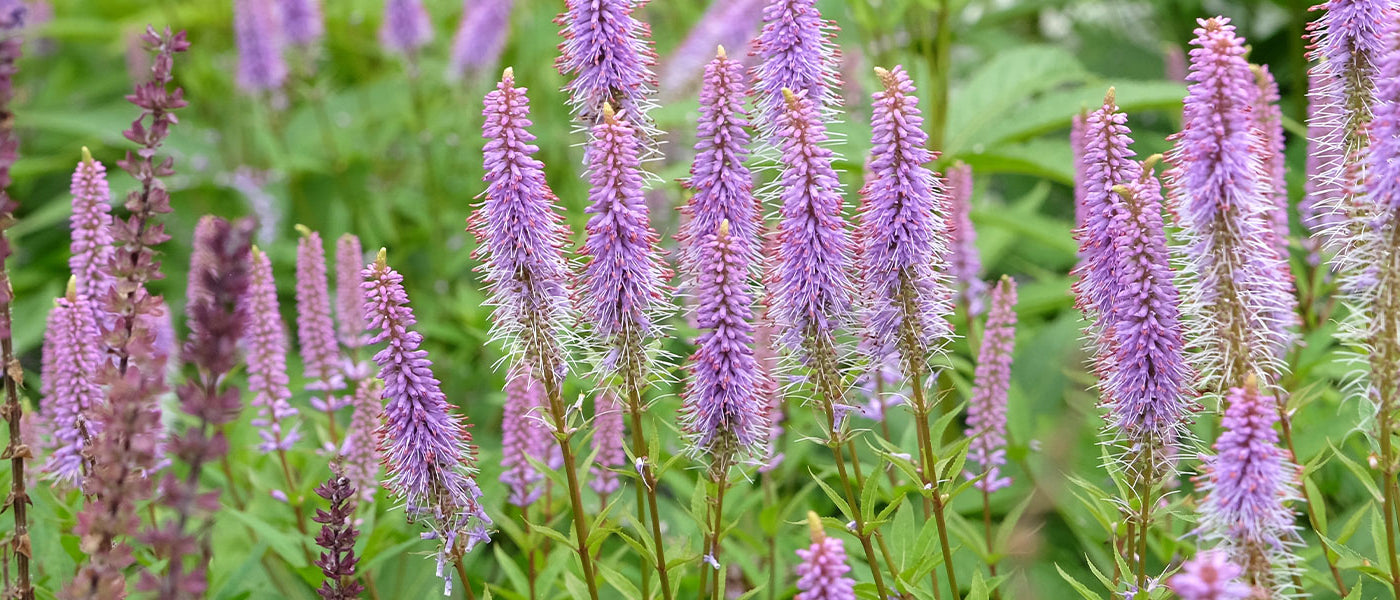Véronique de Virginie