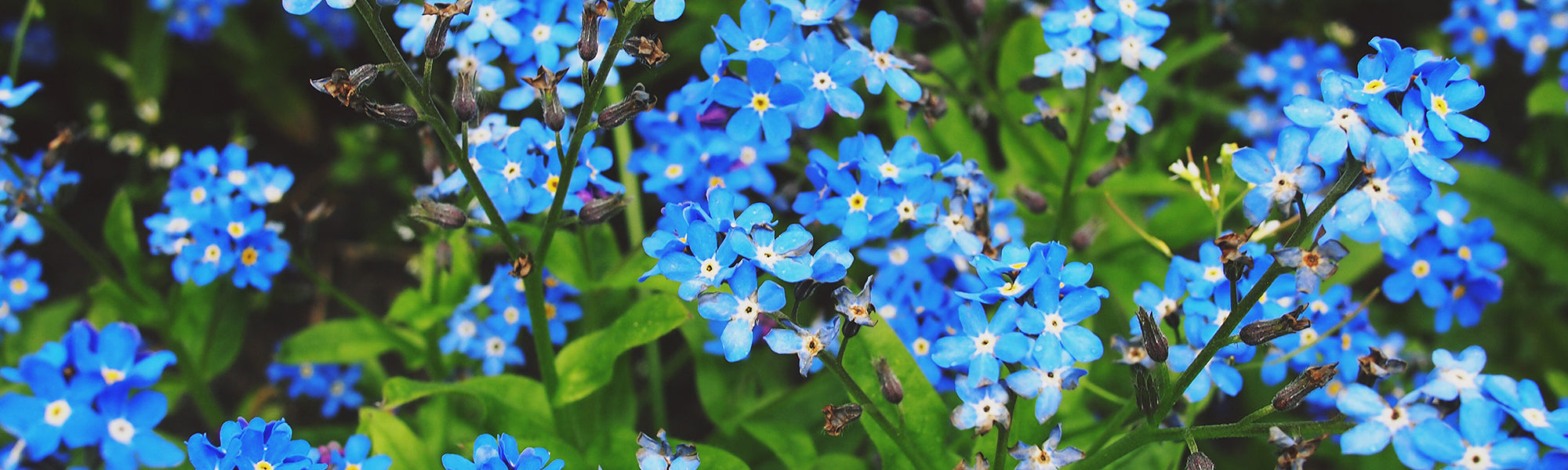 Plantes de couleur bleue