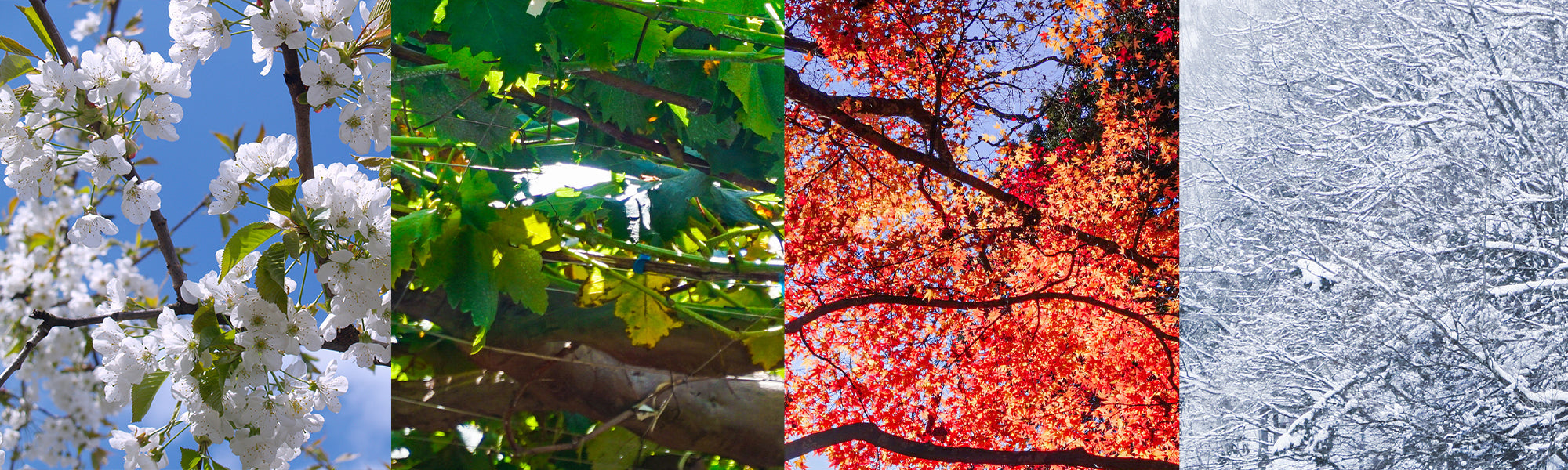 Plantes des 4 saisons