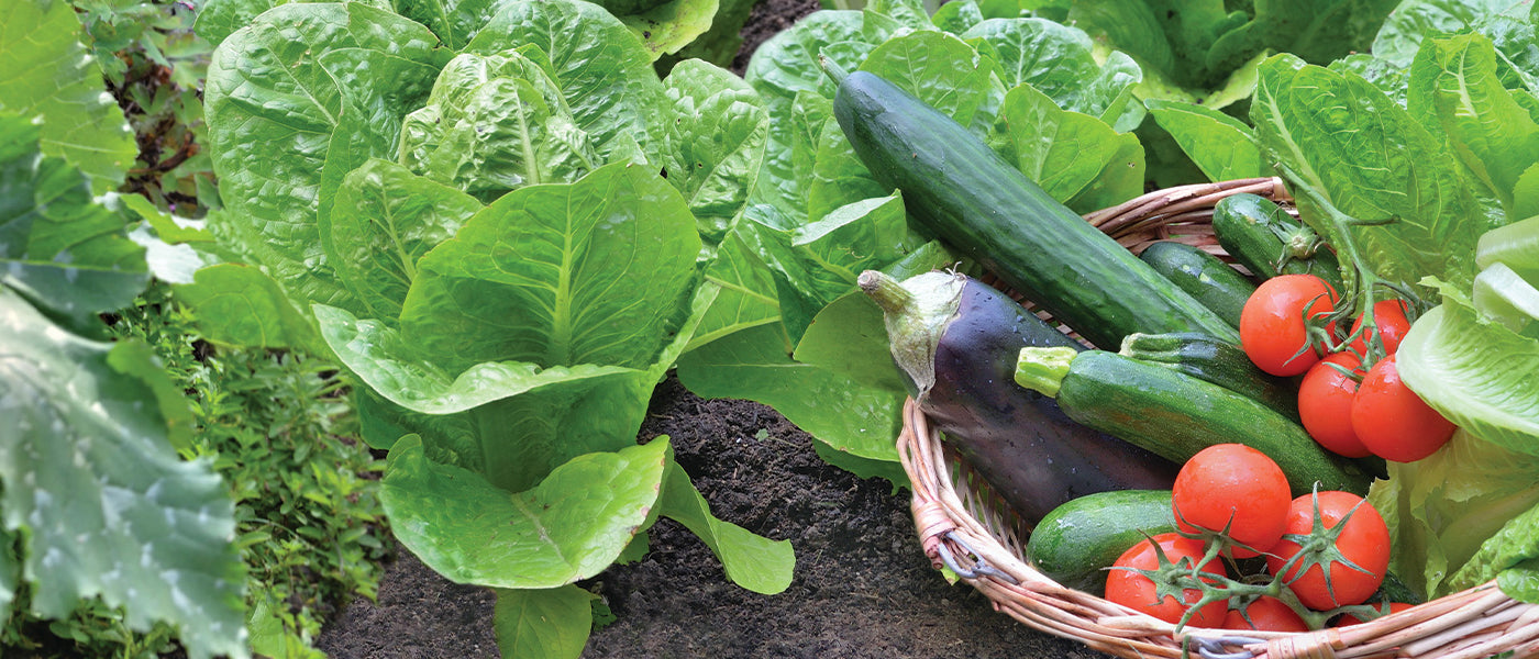 Des légumes faciles à cultiver dans le sud