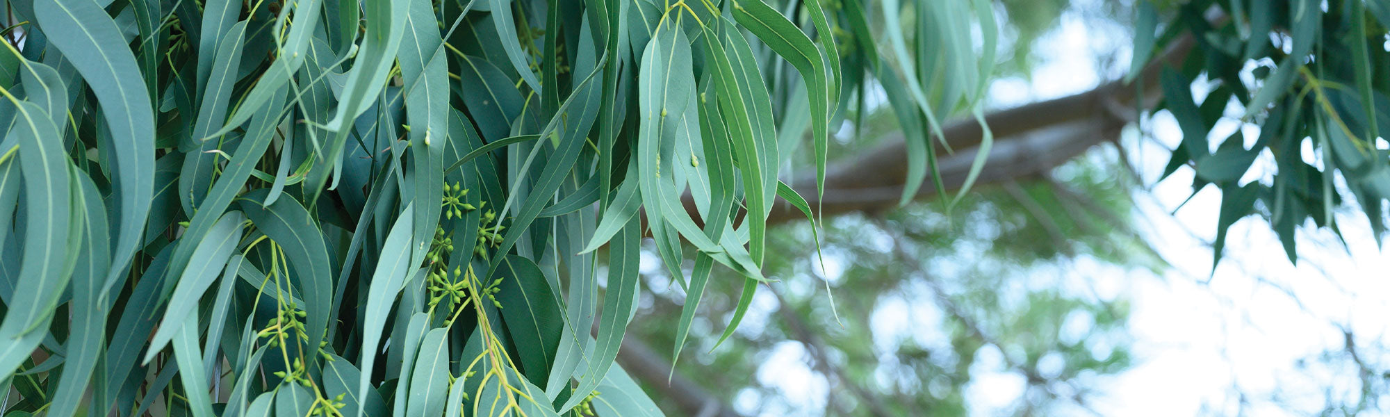 Eucalyptus à feuilles en forme de panier - Eucalyptus viminalis