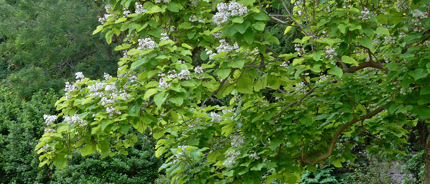 Catalpa