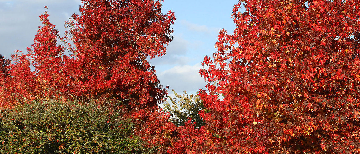Copalme - Liquidambar