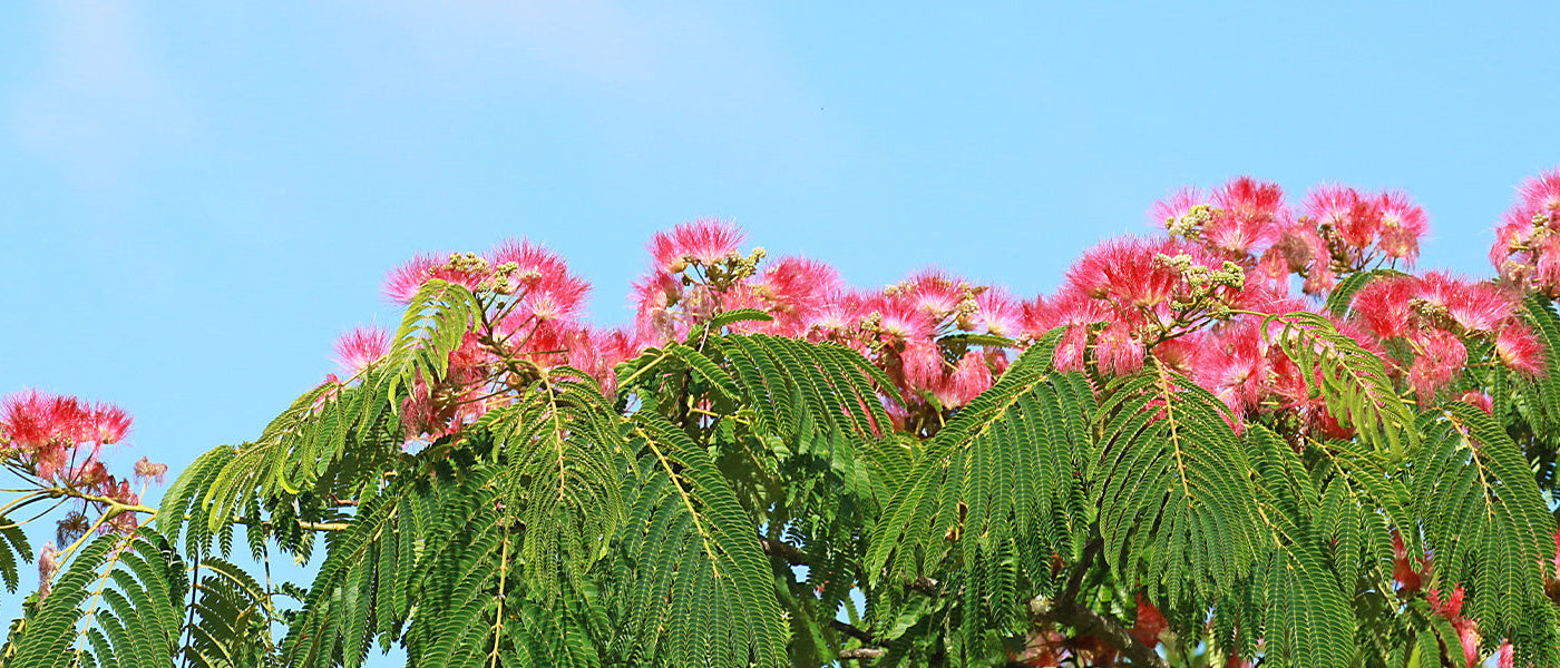 Albizia