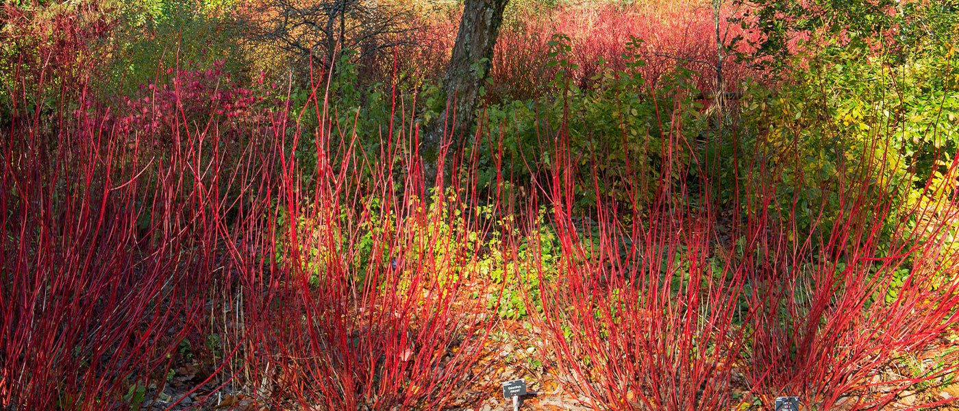 Cornouiller officinal - Cornus officinalis