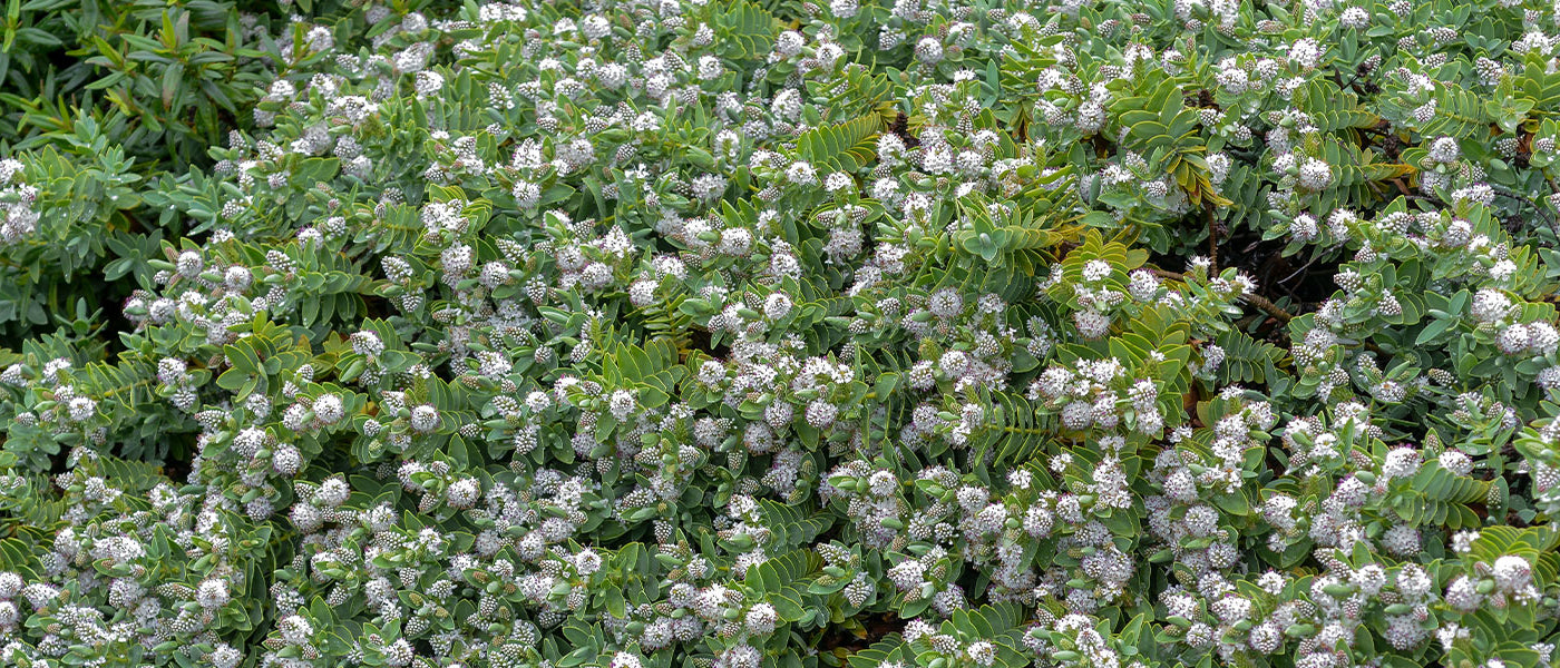 Véronique arbustive - Hebe