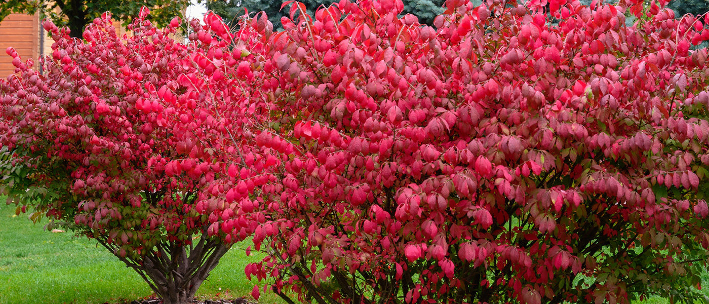 Fusain cornu - Euonymus cornutus