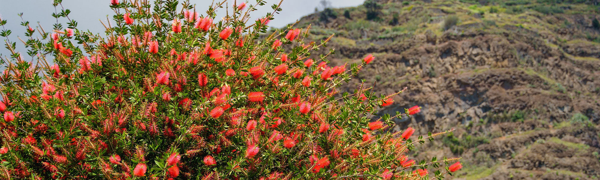 France Rince Rince-bouteille - Callistemon | Achat, Vente en ligne - Willemse