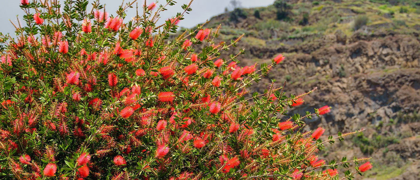 Rince-bouteille - Callistemon