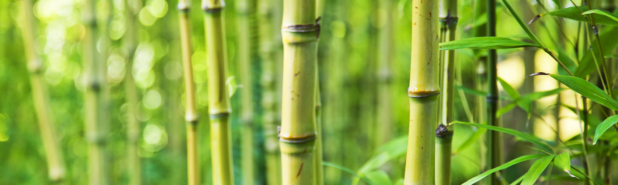 Bambous non traçants