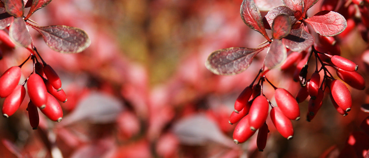 Épine-vinette aristée - Berberis aristata