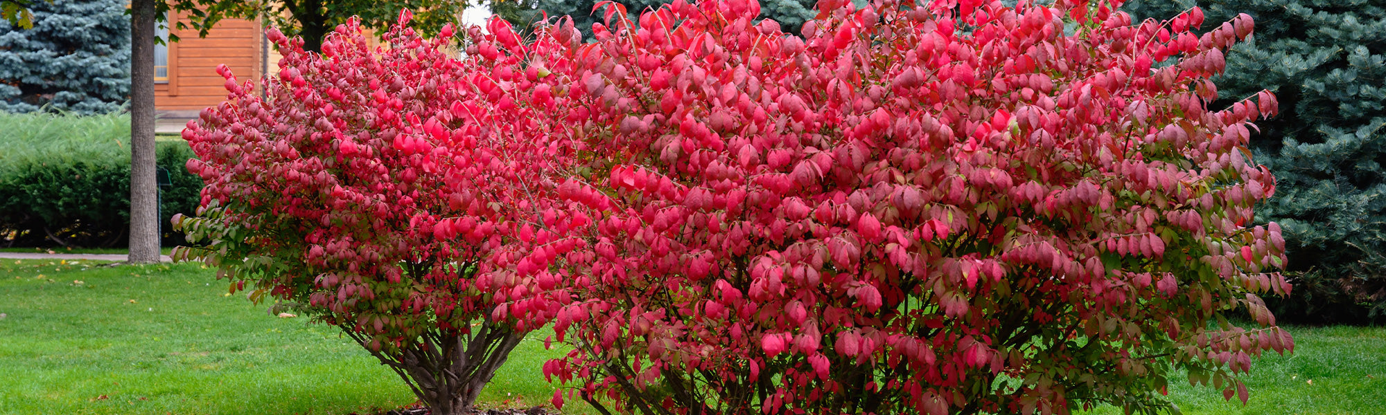 Fusain à nombreuses anthères - Euonymus myrianthus