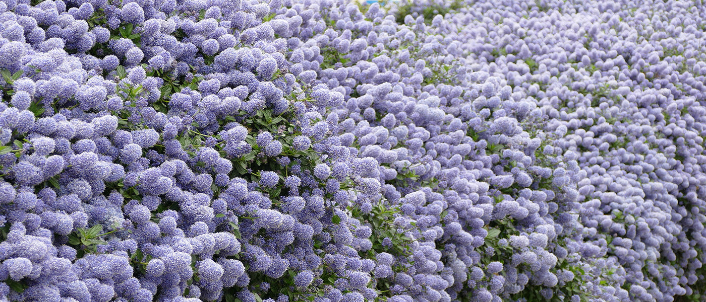 Ceanothe d'Amérique - Ceanothus americanus
