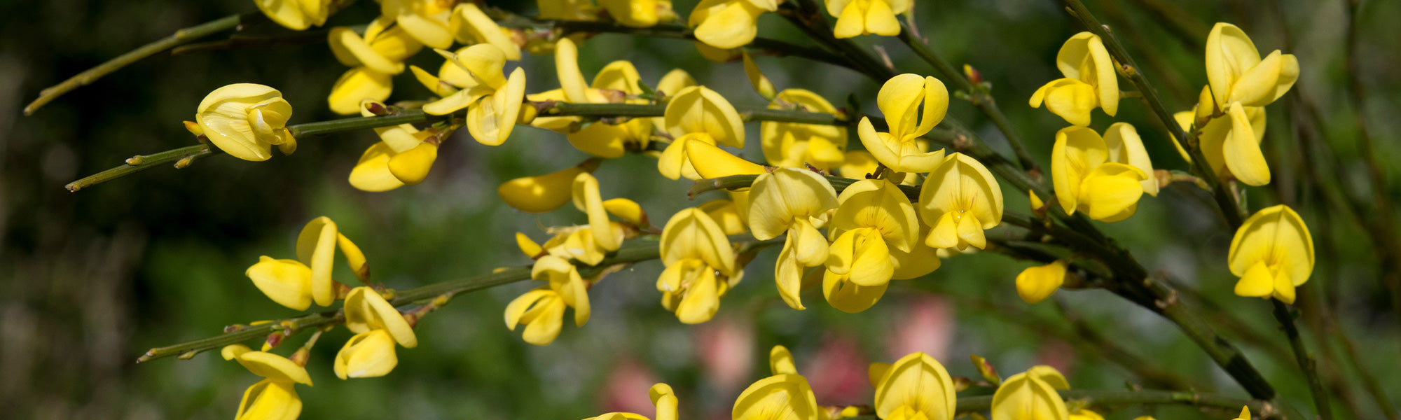 Genêt de l'Etna - Genista aetnensis