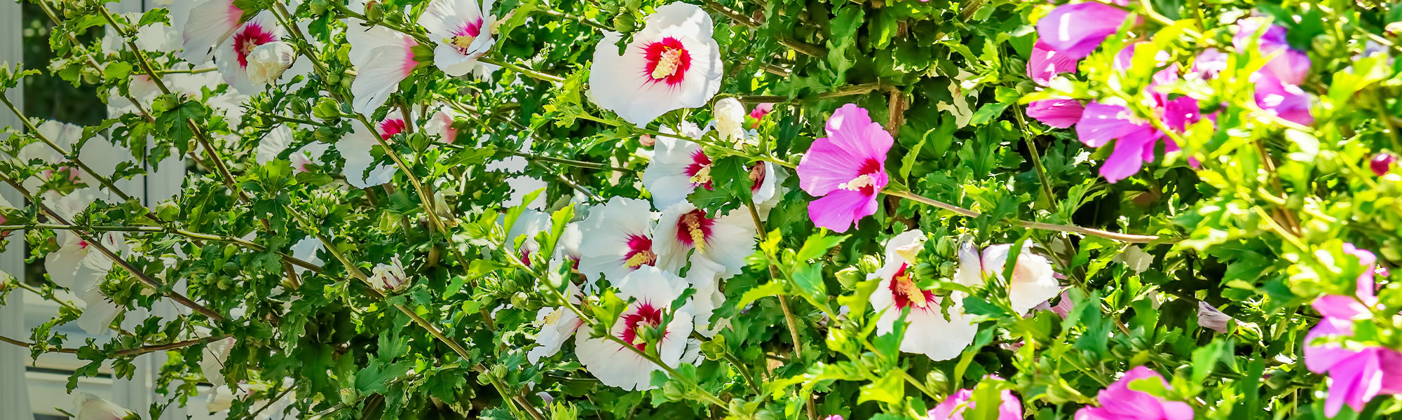 Hibiscus écarlate - Hibiscus coccineus