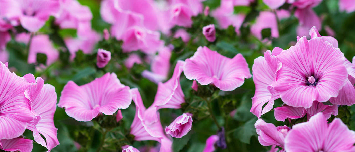 Lavatère de Catalina - Lavatera assurgentiflora
