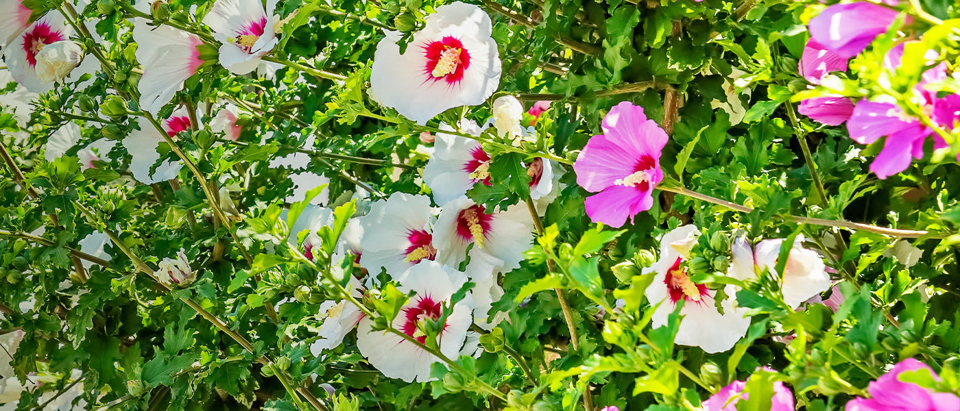 Hibiscus changeant - Hibiscus mutabilis