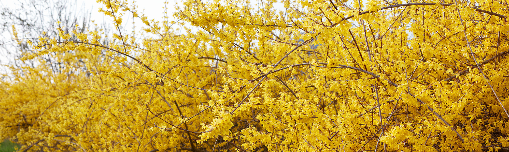 Forsythia du Japon - Forsythia japonica