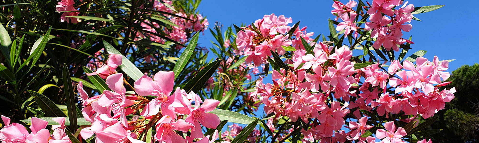 Laurier odorant - Nerium odorum