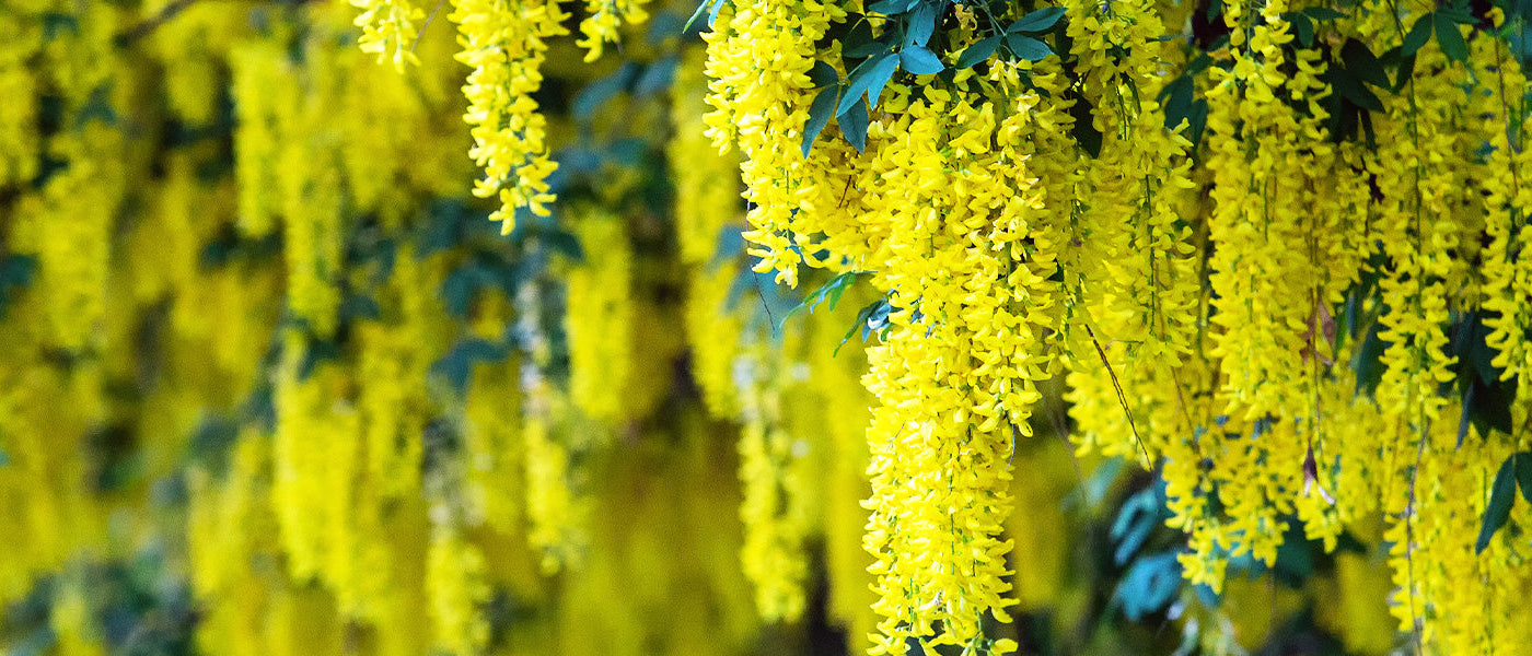 Genêt strié - Cytisus striatus
