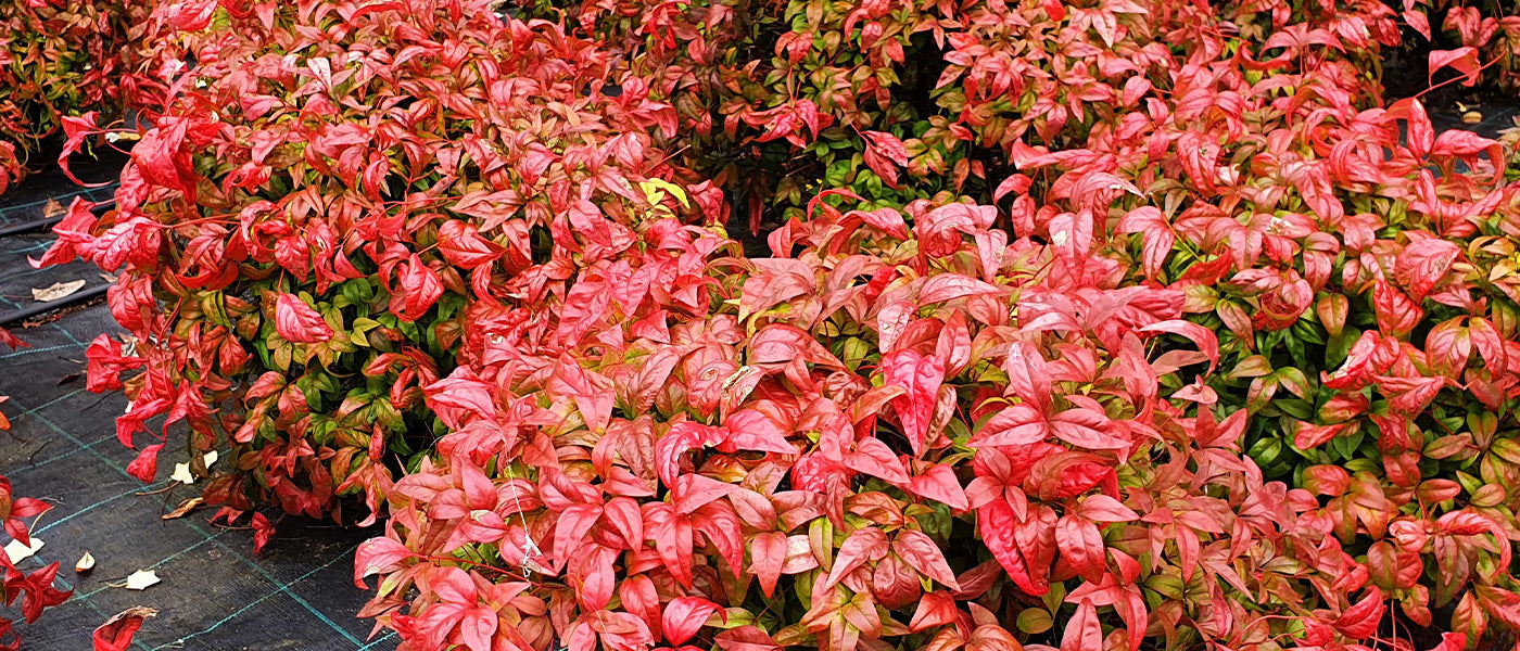 Nandina