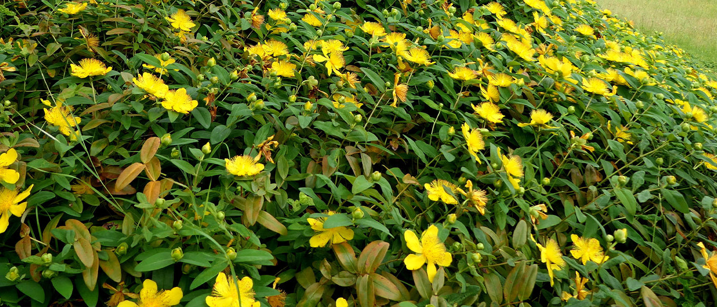 Millepertuis - Hypericum