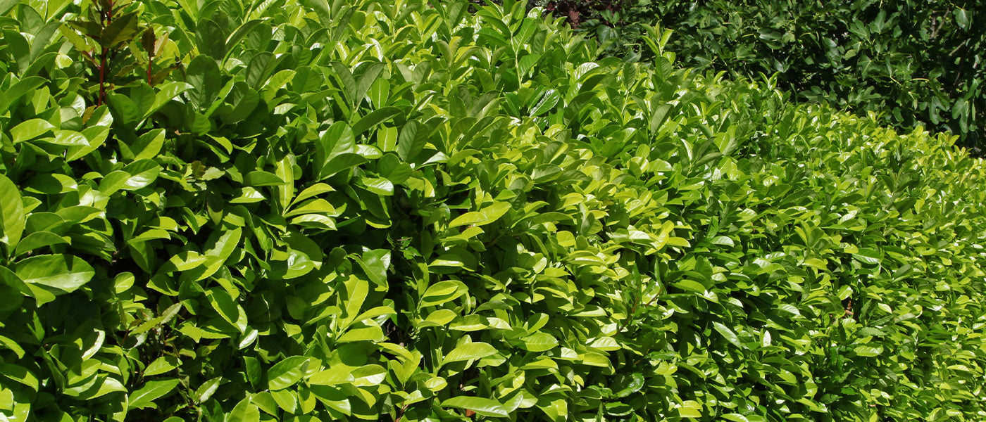 Laurier acuminé - Laurus acuminata