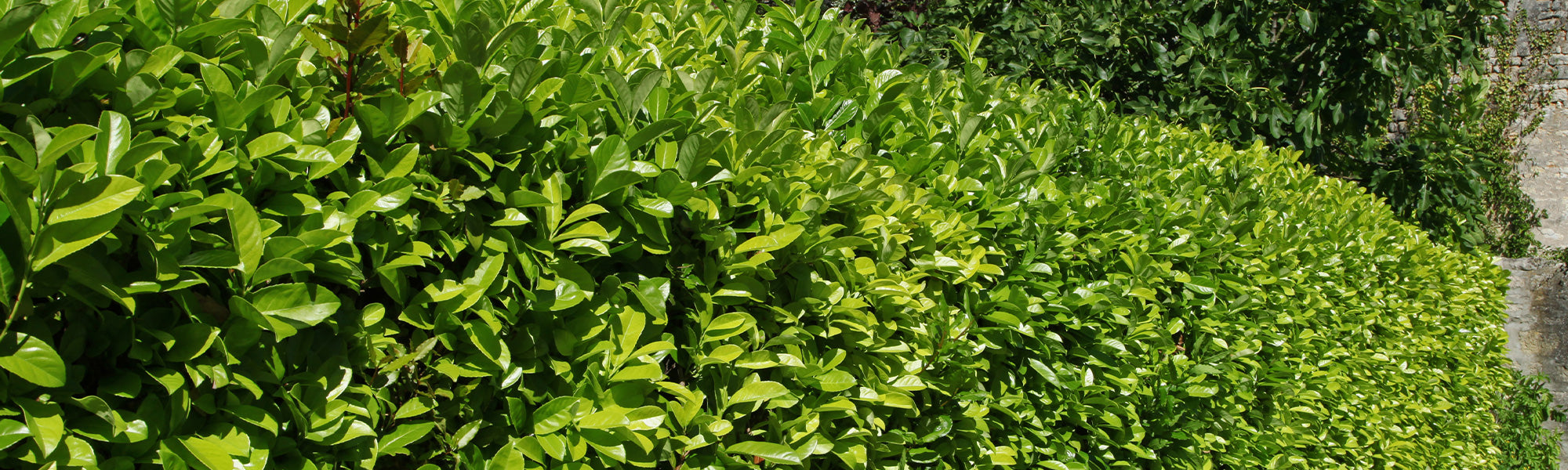 Laurier acuminé - Laurus acuminata