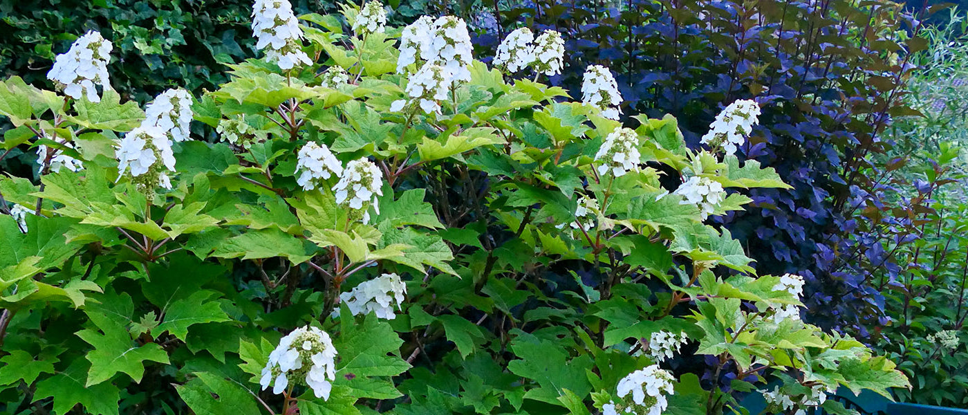Hortensia à feuilles de chêne