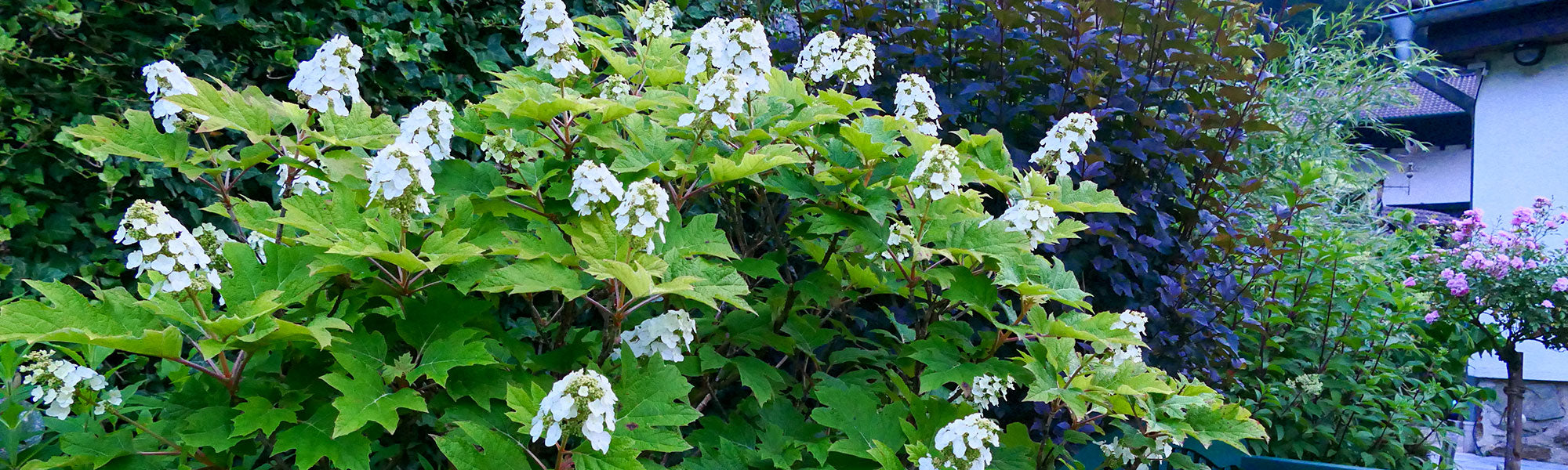 Hortensia à feuilles de chêne