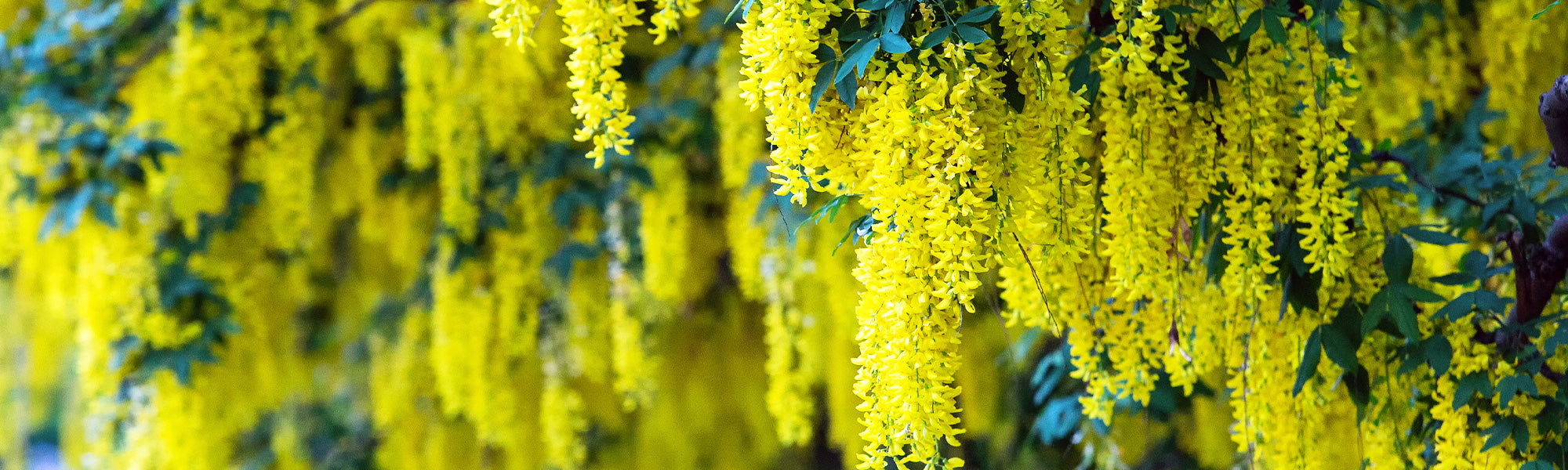 Genêt rampant - Cytisus decumbens
