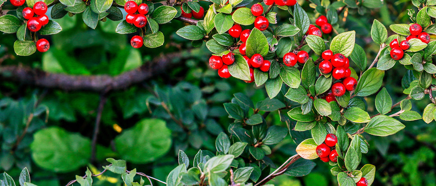 Cotonéaster
