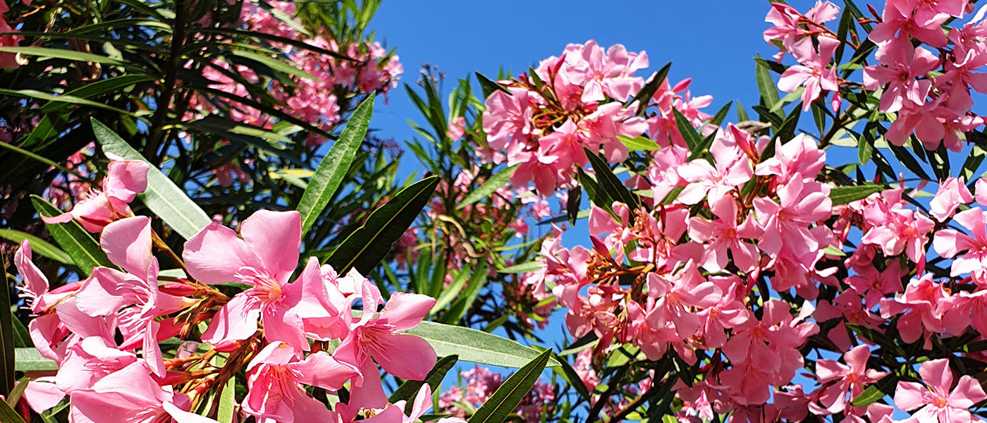 Laurier à fleurs roses - Nerium carnea